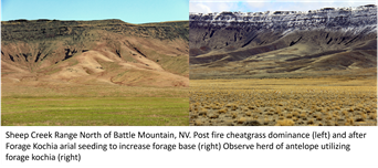 /ARSUserFiles/20600500/RangelandRehabiliatationLab/2024 range rehab files/forage kochia Sheep Creek Range.png